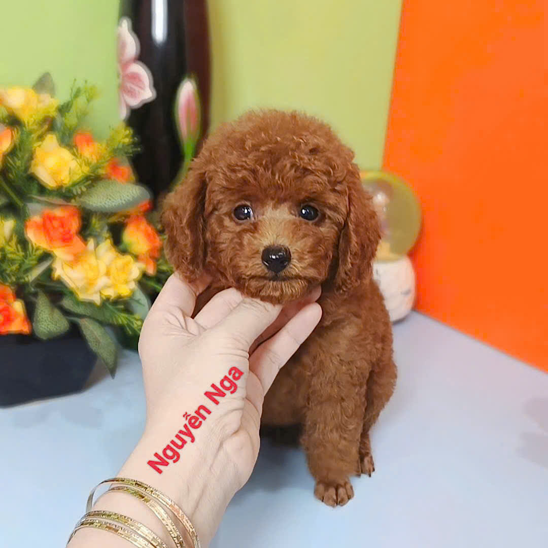 Chó Poodle -PT 16168